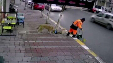 Süpürge ve fırça görünce dayanamayan köpek