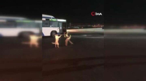 Otobüs şoförünün köpekle yaşadığı eğlenceli anlar kamerada