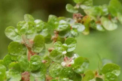 Türkiye florasına iki yeni bitki kaydı yapıldı