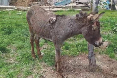 Ölüme terk edilen eşek tedavi ediliyor