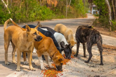 Bursa'daki o belediye duyurdu: 42 ton kedi ve köpek maması alınacak!