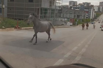 Bursa'da başıboş atlar caddeyi hipodroma çevirdi!