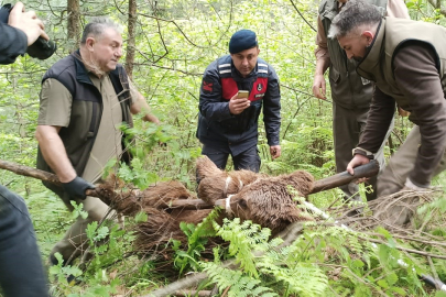 Bursa Uludağ'da yaralı ayı seferberliği