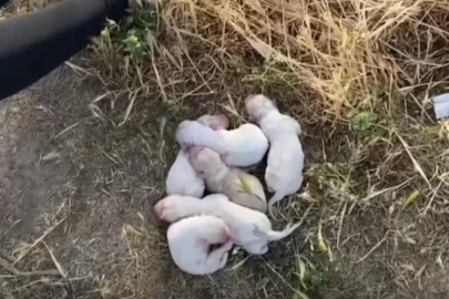 Öğrencilerin dikkati köpek yavrularını kurtardı