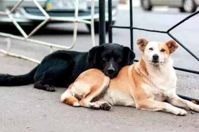 2024 sokak hayvanları yasa taslağı maddeleri neler? Sokak köpeklerinin uyutulması ne demek?