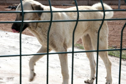 Kuduz riskinde ilk 24 saat hayati önem taşıyor