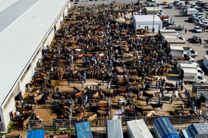 Ankara'da kurban pazar yerlerinde ilk gün yoğunluğu yaşanıyor