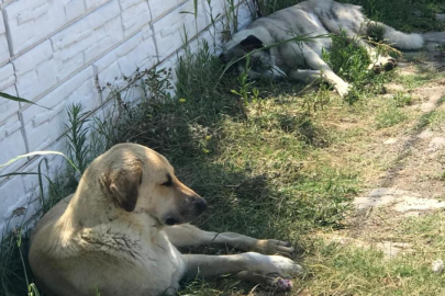 Denizli'de sahipsiz köpeğin ısırdığı kişi yaralandı