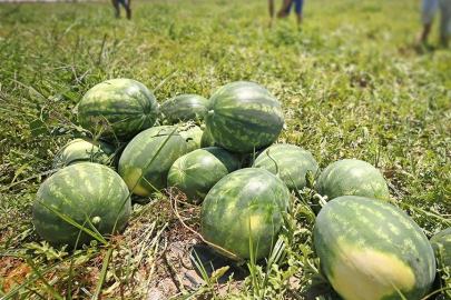 Aşırı sıcaklar tarımda verim kaybına neden oldu