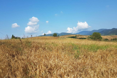 Bursa'da Nilüfer'de dev tarla icradan satışa sunuldu! İşte detaylar...