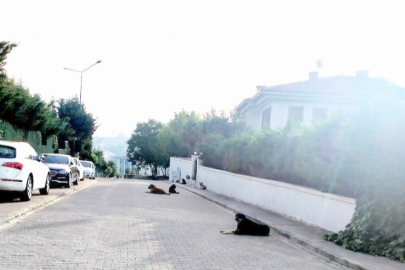 Bursa'da başıboş köpekler sokağı zapturapt altına aldı! "Korku içinde yaşamayalım artık"