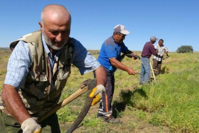 Hasat mesaisi başladı: Aylıkları 45 bin liraya geliyor