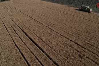 Bursa Nilüfer’de yerel tohumdan üretilen buğday hasadı başladı