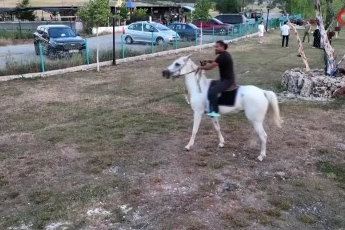 Bursa'da kısır sanılan at, 10 yıl sonra ilk kez doğum yaptı