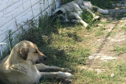 Sıcak havalar köpekleri saldırganlaştırıyor