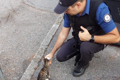 Bursa'da yeni doğan kedi, polis merkezinin maskotu oldu