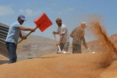 Bahar yağmurları buğday rekoltesini artırdı