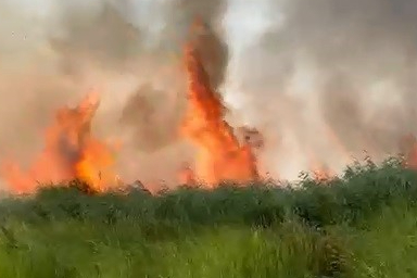 Bursa İznik Gölü'nde sazlık yangını