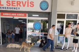 Bursa'da hastanede "sahipsiz köpek" skandalı! Acil kapısında...