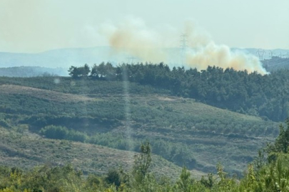 Bursa'da orman yangını