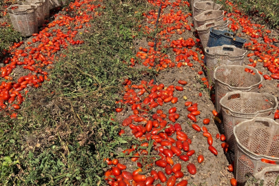 Çaresiz kalan Bursalı çiftçilere Beyoğlu Belediyesi sahip çıktı! Tam 25 ton...