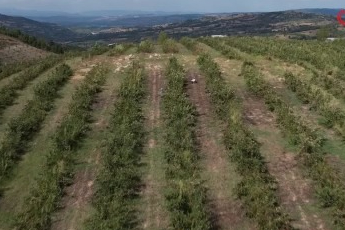 Bursa Uludağ'ın eteklerinde üretiliyor: Tansiyon ve şeker düşmanı!