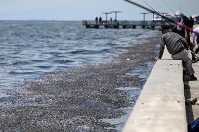 İzmir Körfezi'nde balık ölümleri sürüyor