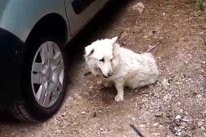 Bursa'da PTT kargo sürücüsü köpeği ezip yoluna devam etti!