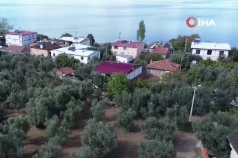 Bursa İznik'teki 17 asırlık zeytin ağaçları hala ürün veriyor