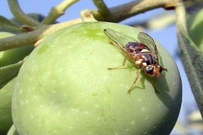 Bursa'da 'zeytin sineği' alarmı!