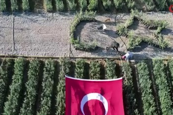 Cumhuriyetin 101. yılı için Bursa'da zeytin fidanlarıyla Türk Bayrağı oluşturdu