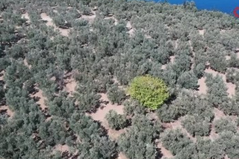 Bursa Mudanya Belediyesi zeytin üreticisinin yanında