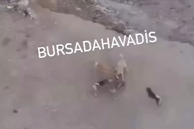 Bursa Hamitler'de vahşet! Sokak köpekleri parçaladı