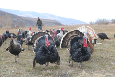 Yılbaşı öncesi hindiler satışa çıktı; fiyatı 4 bin lirayı buluyor