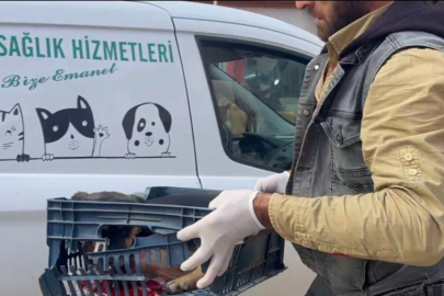 Bursa'da sürücünün çarptığı köpeğe zabıta ekipleri sahip çıktı