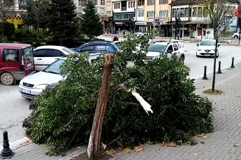 Bursa'da şiddetli lodos ağacı ikiye böldü!