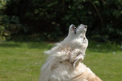 Köpeklerin ezan sesi duyunca neden uluduğu ortaya çıktı! Çok şaşıracaksınız