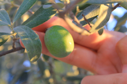 Dünya Zeytin Ağacı Günü kutlanıyor