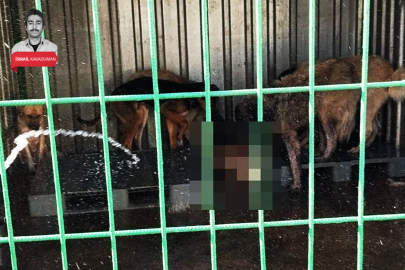 Köpekler açlıktan birbirini yemişti: Bursa'daki o belediye tonlarca mama almış!