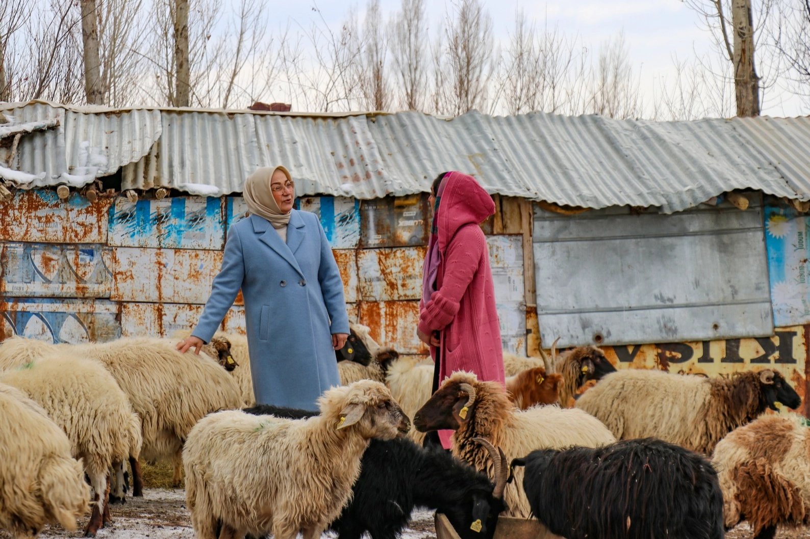 Engelli kadın İŞKUR'un desteğiyle sürü sahibi oldu