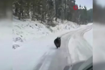 Bursa'da ayılar kış uykusuna yatmayı unuttu!