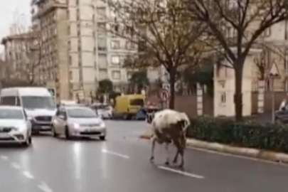 Başıboş inek trafiği birbirine kattı