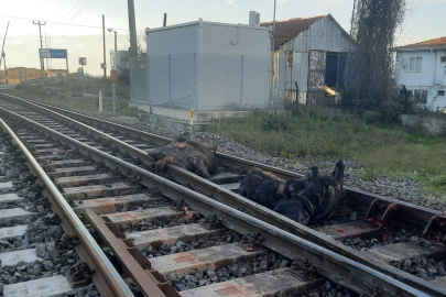 Zonguldak'ta başıboş halde dolaşan iki büyükbaş hayvana tren çarptı