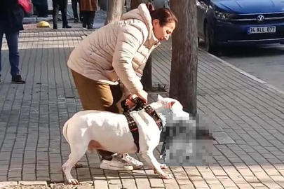 Pitbull, sokak kedisini parçaladı: Köpeğin sahibi tutuklandı