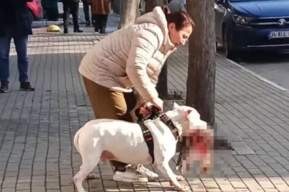 Sokaktaki kediyi öldüren pitbull cinsi köpeğin sahibi tutuklandı