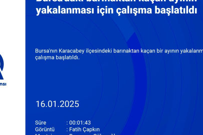 Bursa'da ayı barınağında firari alarmı! Çalışanlar ve veterinerler seferber oldu...