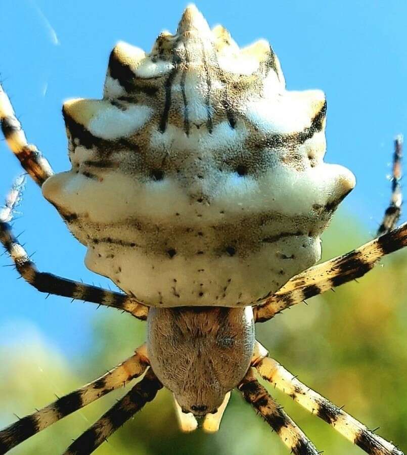 Zehir deposu örümcek Türkiye'de görüldü! Kendi eşini yiyerek besleniyor