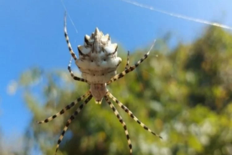 Zehir deposu örümcek Türkiye'de görüldü! Kendi eşini yiyerek besleniyor