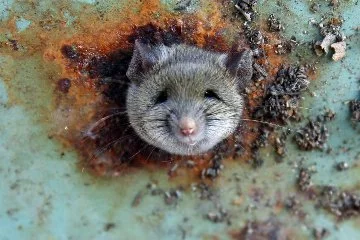 Bilim insanları farelerdeki duyma yetisini normalüstüne çıkardı