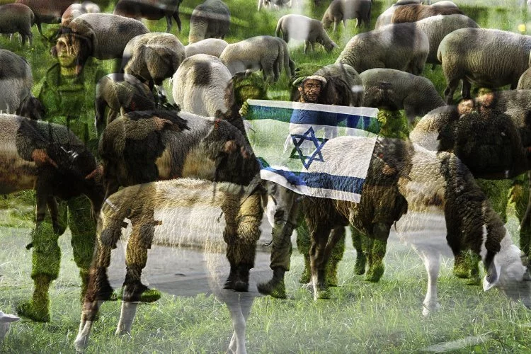 İşgalci İsrailliler, Eriha'da bir Filistinlinin koyunlarını çaldı
